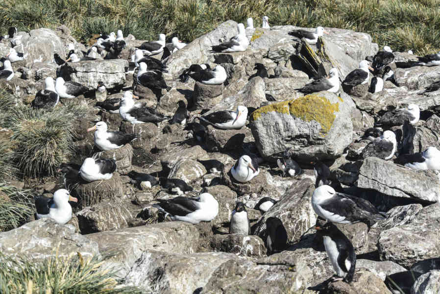 Albatros de Ceja Negra - islas Falkland o Malvinas  08